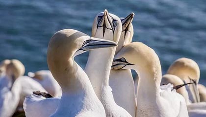 梦剧场重建序章?卡里克力荐新援,曼联夏窗引援风云再起